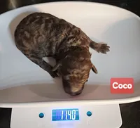 Coco, Moyen, a female Poodle - Miniature  for sale in Whitewater, WI – Photo 4 of 9