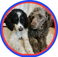 Coco, Moyen, a female Poodle - Miniature  for sale in Whitewater, WI – Photo 5 of 9