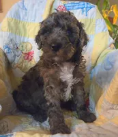Chase , a male Poodle - Miniature  for sale in Whitewater, WI – 3 of 4