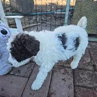 Nala, genetic tested, a female Poodle - Miniature  for sale in Whitewater, WI – Photo 4 of 7