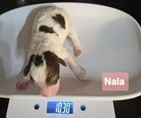 Nala, Moyen, a female Poodle - Miniature  for sale in Whitewater, WI – Photo 5 of 7