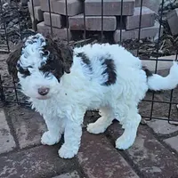 Nala, genetic tested, a female Poodle - Miniature  for sale in Whitewater, WI – Photo 2 of 7