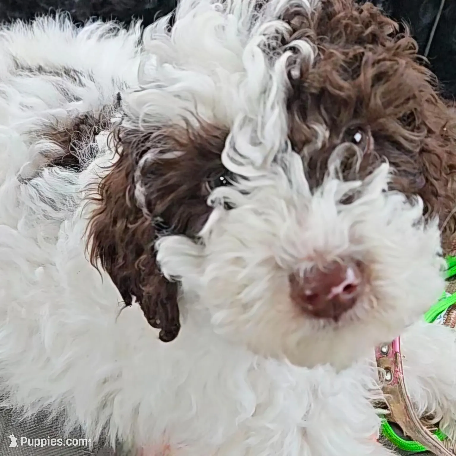 Nala, in training – Poodle - Miniature  puppy for sale in Whitewater, WI