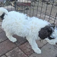 Nala, genetic tested, a female Poodle - Miniature  for sale in Whitewater, WI – Photo 3 of 7