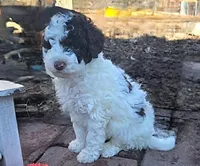 Nala, Moyen, a female Poodle - Miniature  for sale in Whitewater, WI – Photo 1 of 7