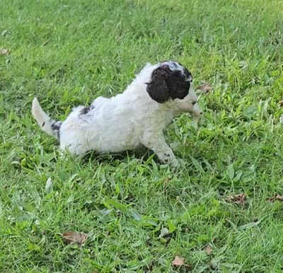 Nora Moyen, a female Poodle - Miniature  for sale in Whitewater, WI – 5 of 9