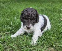  Troy Moyen, a male Poodle - Miniature  for sale in Whitewater, WI – 3 of 9