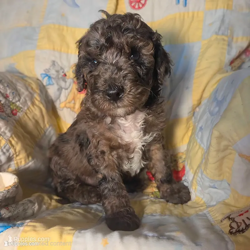 Chase  – Poodle - Miniature  puppy for sale in Whitewater, WI