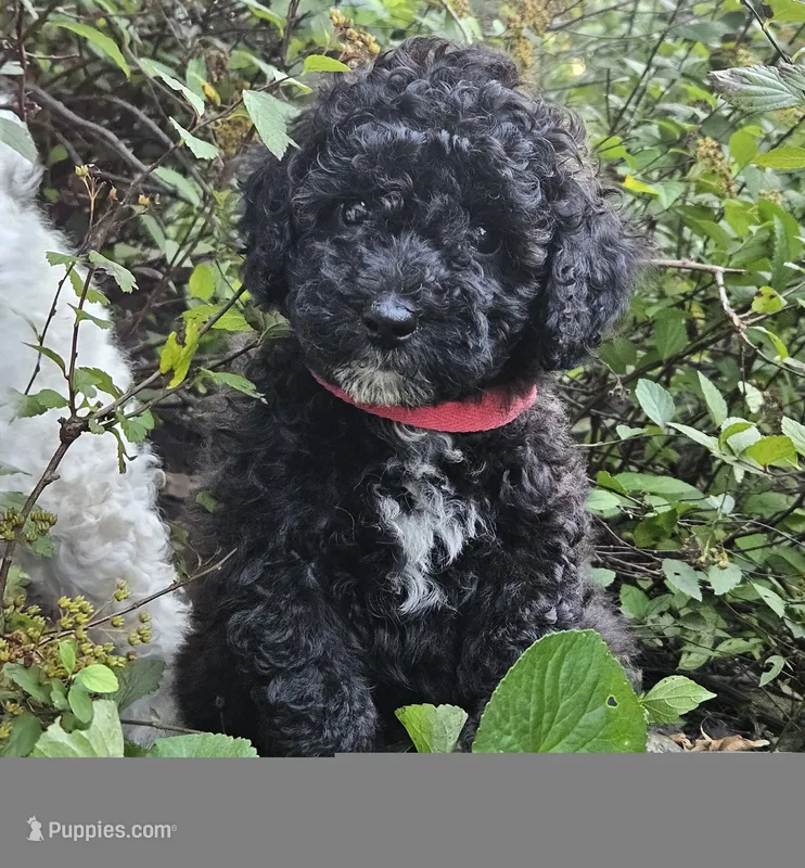 Mia Moyen – Poodle - Miniature  puppy for sale in Whitewater, WI