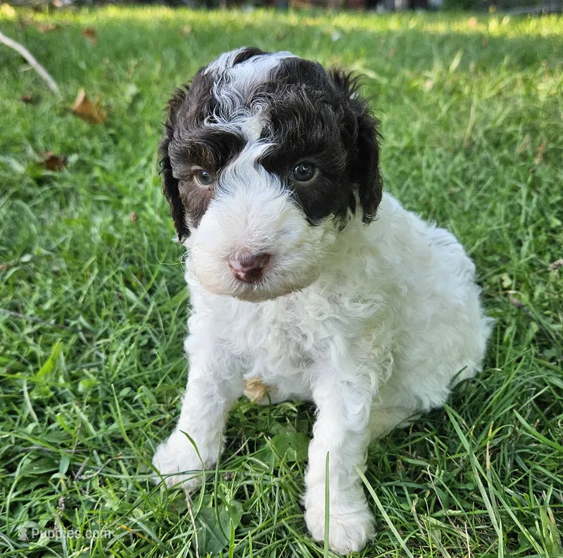 Nora Moyen – Poodle - Miniature  puppy for sale in Whitewater, WI