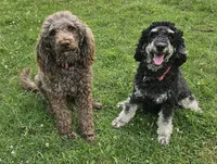 4 Spice, a female Poodle - Miniature  for sale in Whitewater, WI – 5 of 7