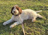 Nora is potty, leash, recall, crate, behavior training, a female Poodle - Miniature  for sale in Whitewater, WI – 7 of 9