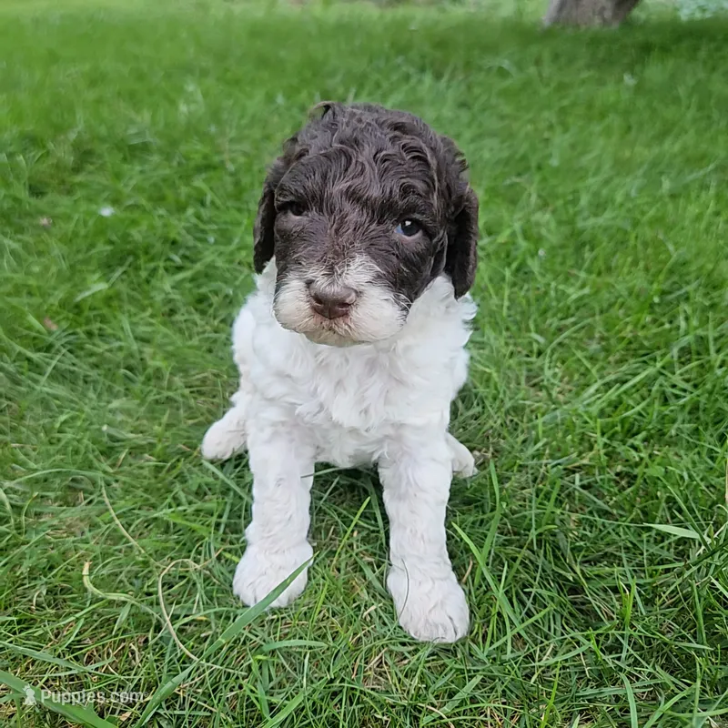  Troy Moyen – Poodle - Miniature  puppy for sale in Whitewater, WI