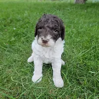  Troy Moyen, a male Poodle - Miniature  for sale in Whitewater, WI – 1 of 9