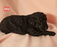 Mia Moyen, a female Poodle - Miniature  for sale in Whitewater, WI – 4 of 9