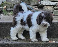 Cookie, potty, leash, recall, crate, behavior training, a female Poodle - Miniature  for sale in Whitewater, WI – 2 of 9