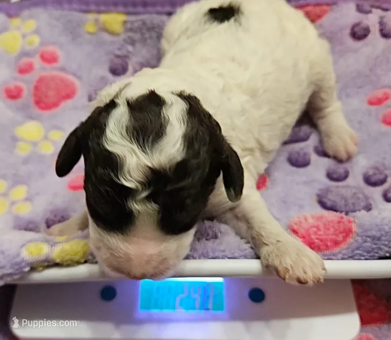 Happy Birthday Nora Moyen – Poodle - Miniature  puppy for sale in Whitewater, WI