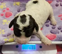 Happy Birthday Nora Moyen, a female Poodle - Miniature  for sale in Whitewater, WI – 1 of 3