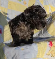 Robin, a male Poodle - Miniature  for sale in Whitewater, WI – 4 of 4