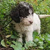 Nora potty training, a female Poodle - Miniature  for sale in Whitewater, WI – 10 of 10