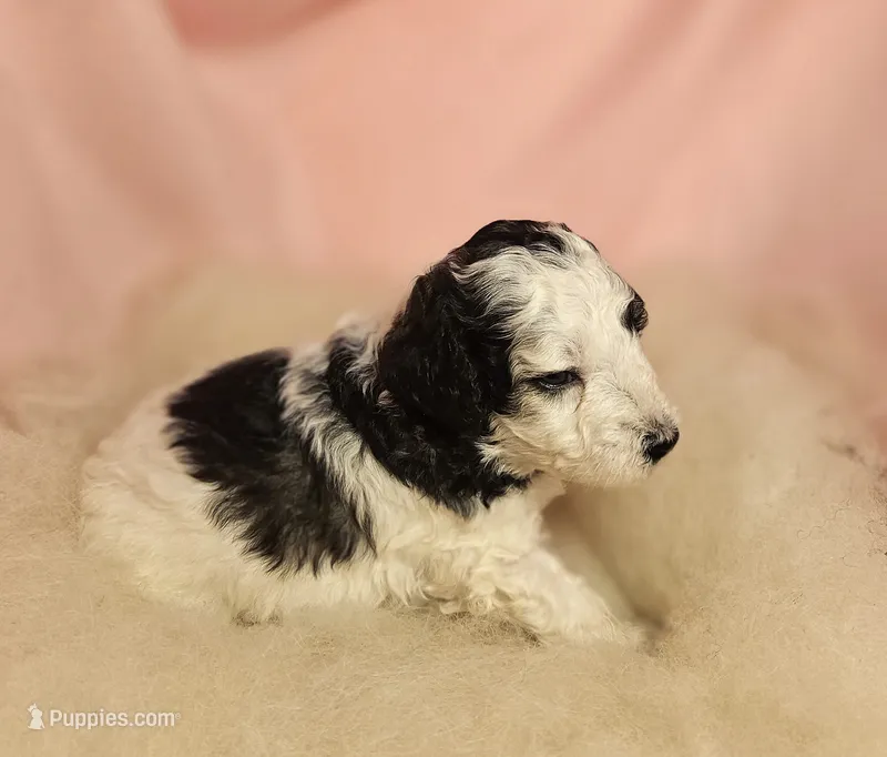 1  – Poodle - Miniature  puppy for sale in Whitewater, WI