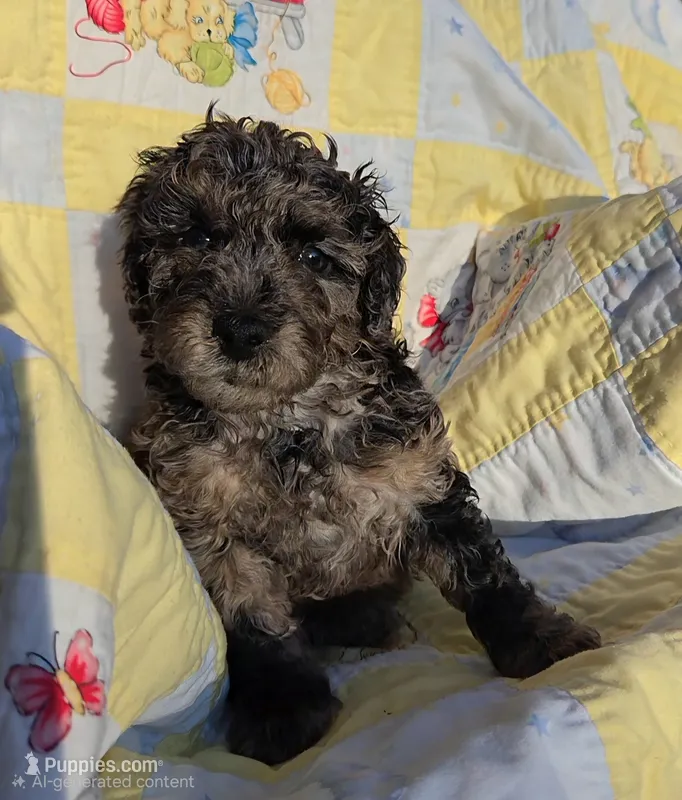Robin, a male Poodle - Miniature  for sale in Whitewater, WI – 1 of 4