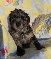 Robin, a male Poodle - Miniature  for sale in Whitewater, WI – 1 of 4