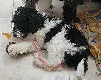 Lulu, in training, a female Poodle - Miniature  for sale in Whitewater, WI – Photo 8 of 9
