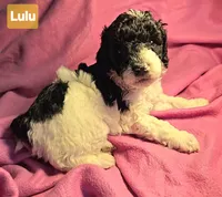 processed/99b912c4-2624-443c-b137-e412ba4dc48b/listing/ad7baff3-2c5e-4865-83ce-9b48771da325/35d2056f-3b06-41a0-b1d7-9a483c1cff7d