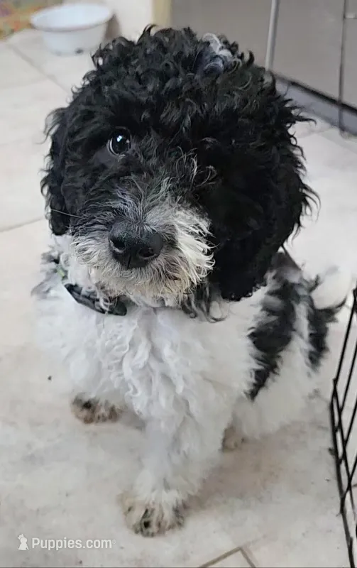 Lulu, Moyen – Poodle - Miniature  puppy for sale in Whitewater, WI