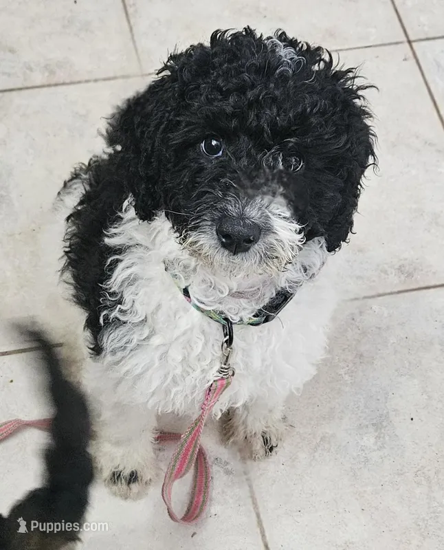 Lulu, in training – Poodle - Miniature  puppy for sale in Whitewater, WI