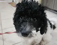Lulu, in training, a female Poodle - Miniature  for sale in Whitewater, WI – Photo 4 of 9