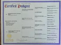 Lulu, in training, a female Poodle - Miniature  for sale in Whitewater, WI – Photo 5 of 9