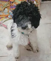 Lulu, in training, a female Poodle - Miniature  for sale in Whitewater, WI – Photo 3 of 9