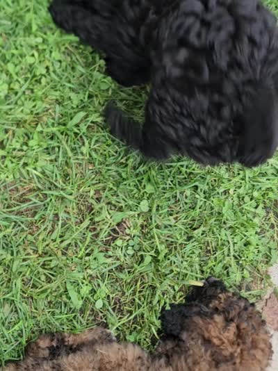 Ebony, Potty, leash, recall, behavior training, a female Poodle - Miniature  for sale in Whitewater, WI – 8 of 9