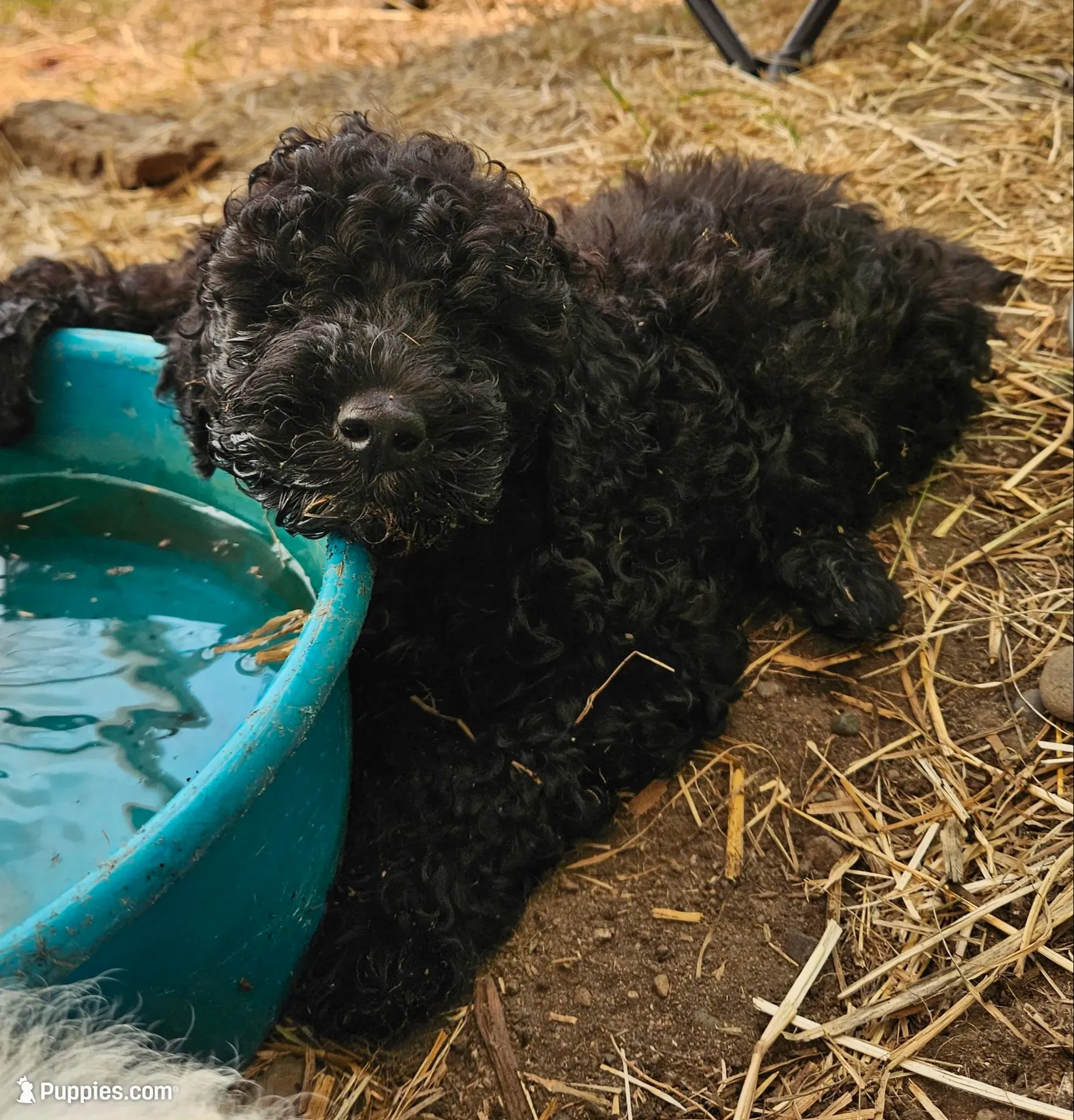Ebony, Potty, leash, recall, behavior training, a female Poodle - Miniature  for sale in Whitewater, WI – 4 of 9