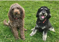1 , a female Poodle - Miniature  for sale in Whitewater, WI – 4 of 6