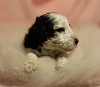 Oreo Moyen , a female Poodle - Miniature  for sale in Whitewater, WI – 7 of 7