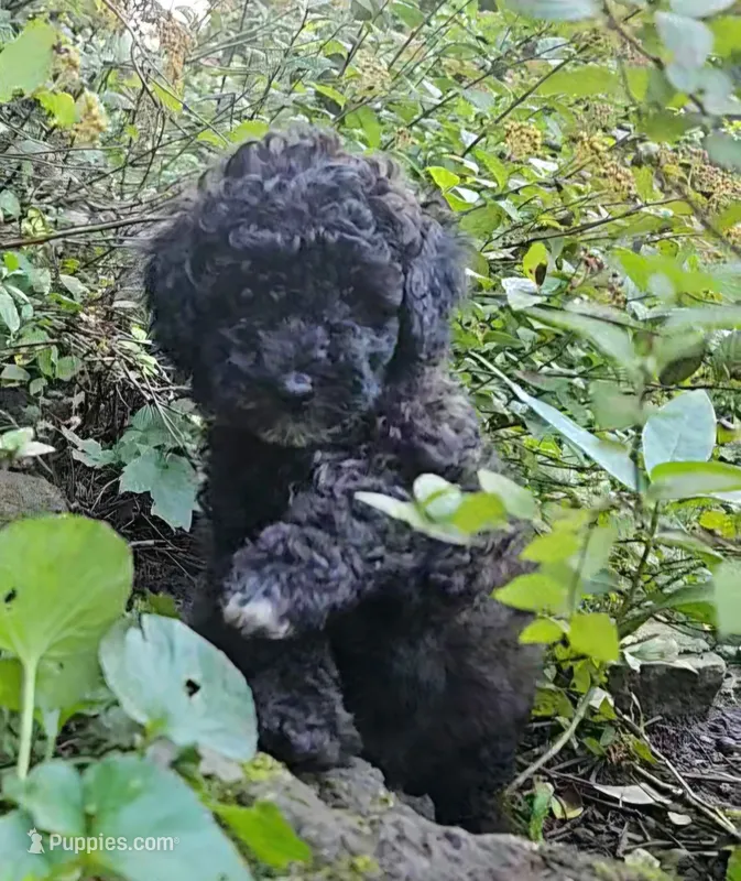  Ivy Moyen – Poodle - Miniature  puppy for sale in Whitewater, WI