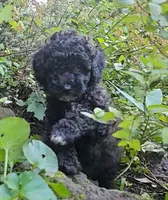  Ivy Moyen, a female Poodle - Miniature  for sale in Whitewater, WI – 1 of 7