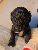 Baby, a female Poodle - Miniature  for sale in Whitewater, WI – 3 of 6