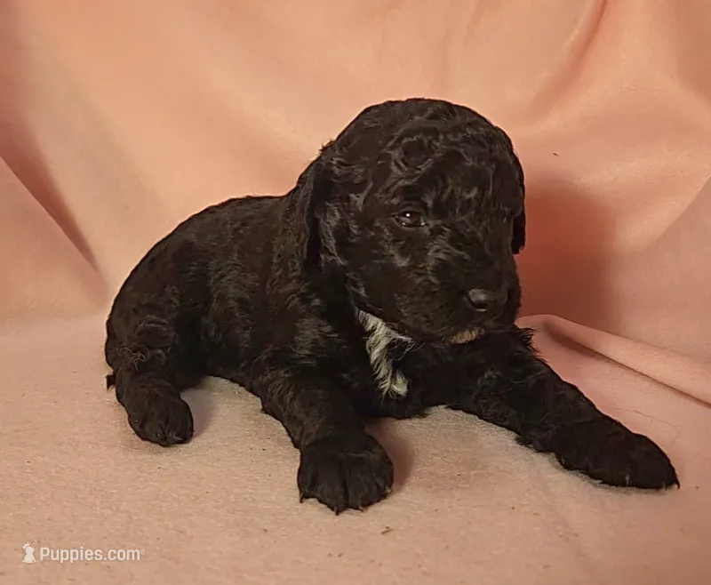 Mia Moyen – Poodle - Miniature  puppy for sale in Whitewater, WI