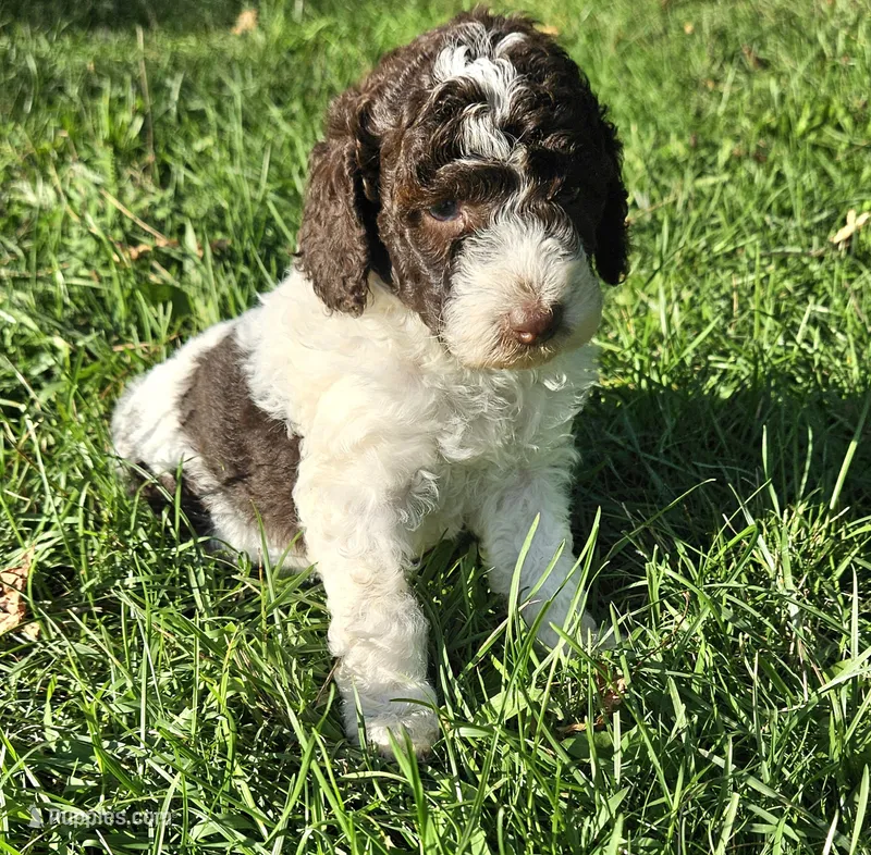 Cookie Moyen – Poodle - Miniature  puppy for sale in Whitewater, WI