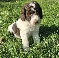 Cookie potty training, a female Poodle - Miniature  for sale in Whitewater, WI – 1 of 10