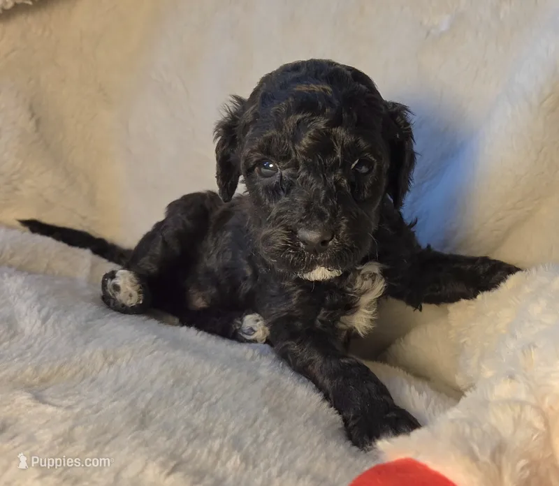Baby – Poodle - Miniature  puppy for sale in Whitewater, WI