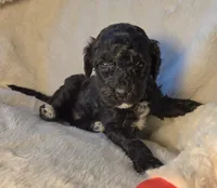 Baby, a female Poodle - Miniature  for sale in Whitewater, WI – 1 of 6