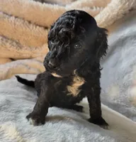 Baby, a female Poodle - Miniature  for sale in Whitewater, WI – 4 of 6