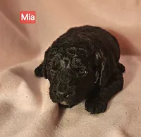 Mia Moyen, a female Poodle - Miniature  for sale in Whitewater, WI – 2 of 9
