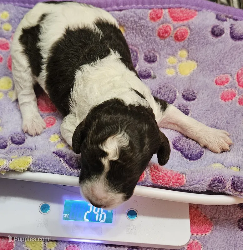 Happy Birthday Kelly – Poodle - Miniature  puppy for sale in Whitewater, WI
