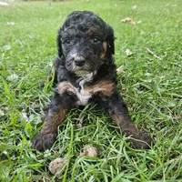  Bella, Moyen, a female Poodle - Miniature  for sale in Whitewater, WI – 8 of 8